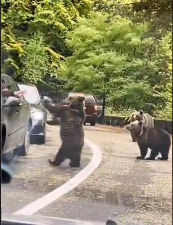 Un şofer a fost filmat când bate palma cu un urs, pe Transfăgărăşan: "Inconștiență totală" 867502