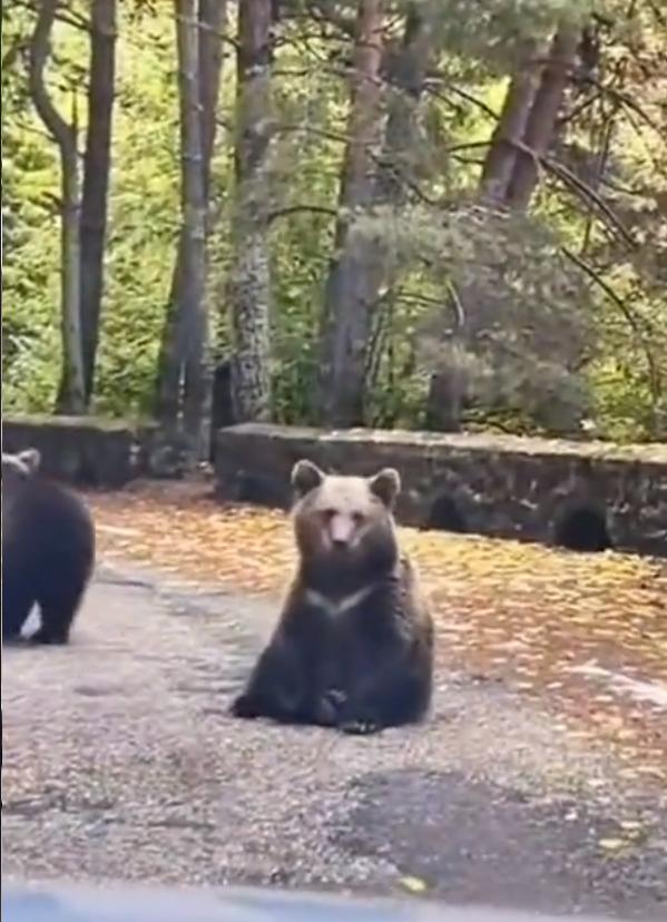 Un şofer a fost filmat când bate palma cu un urs, pe Transfăgărăşan: "Inconștiență totală" 867503