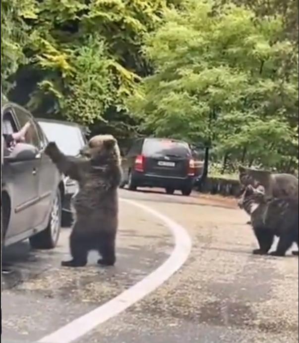 Un şofer a fost filmat când bate palma cu un urs, pe Transfăgărăşan: "Inconștiență totală" 867504