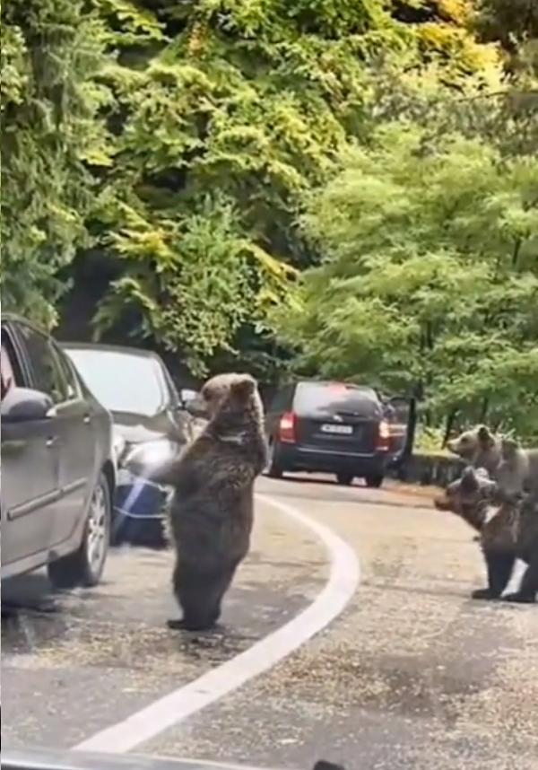 Un şofer a fost filmat când bate palma cu un urs, pe Transfăgărăşan: "Inconștiență totală" 867505