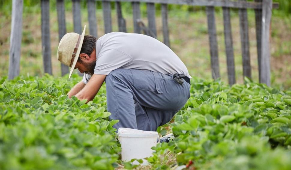 Secretul cu care doi români şi-au făcut o afacere de succes în Buzău. Culeg fructe şi în decembrie şi le vând cu 30 lei kilogramul 868760