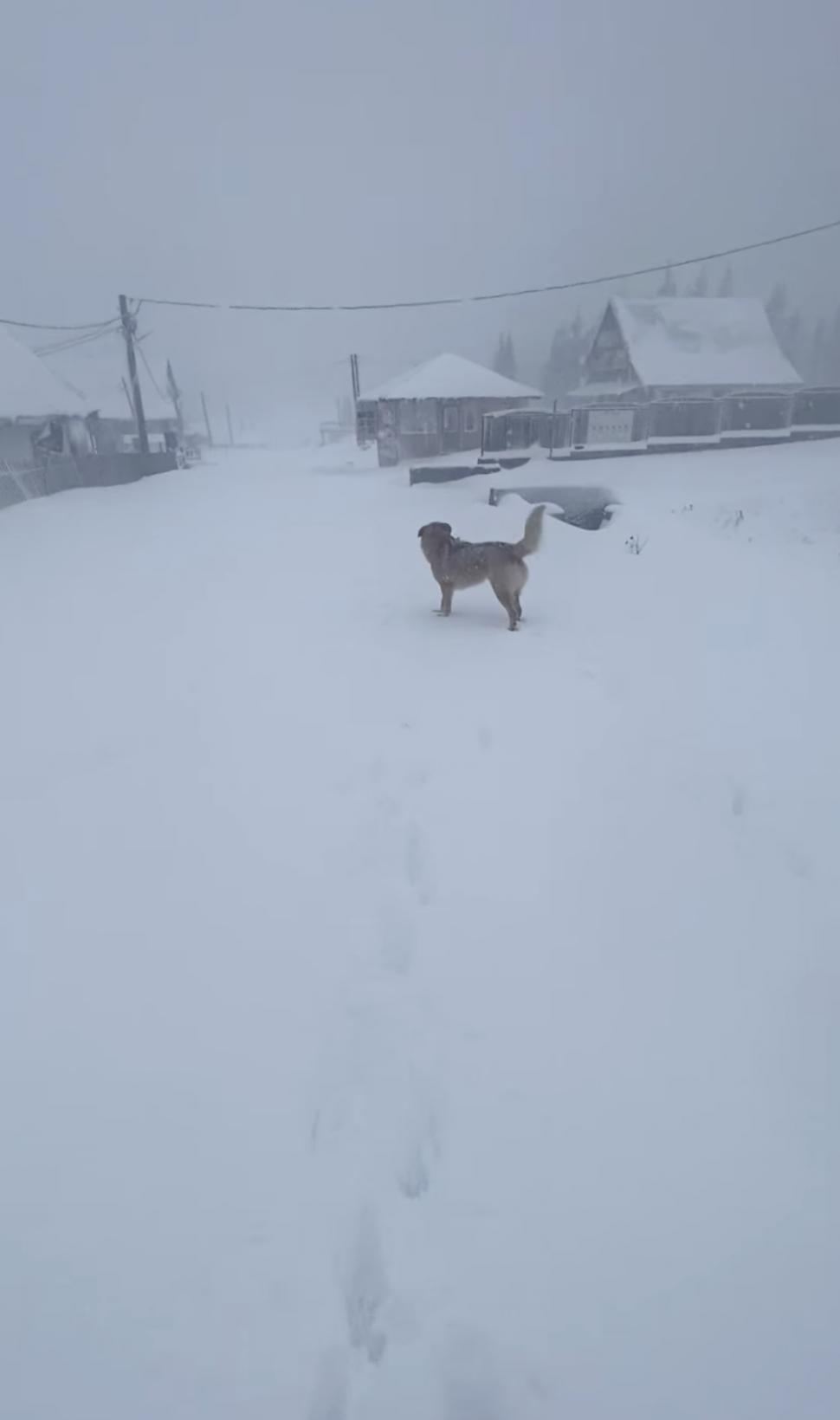 Ninge la munte! Strat gros de zăpadă, depus în mai multe zone | Peisaje de poveste surprinse de salvamontiști 868780