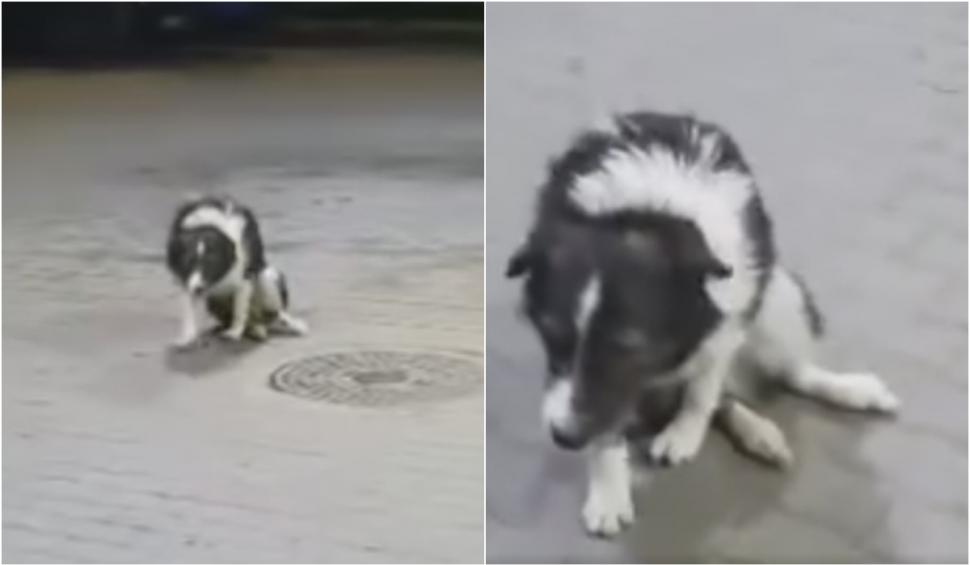 Miracol pentru cățelul Pedro, găsit paralizat într-o benzinărie din Turda! Patrupedul a început să meargă 869254