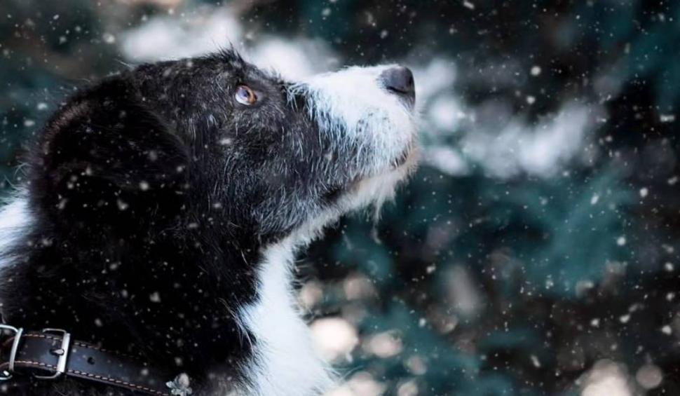 Miracol pentru cățelul Pedro, găsit paralizat într-o benzinărie din Turda! Patrupedul a început să meargă 869255