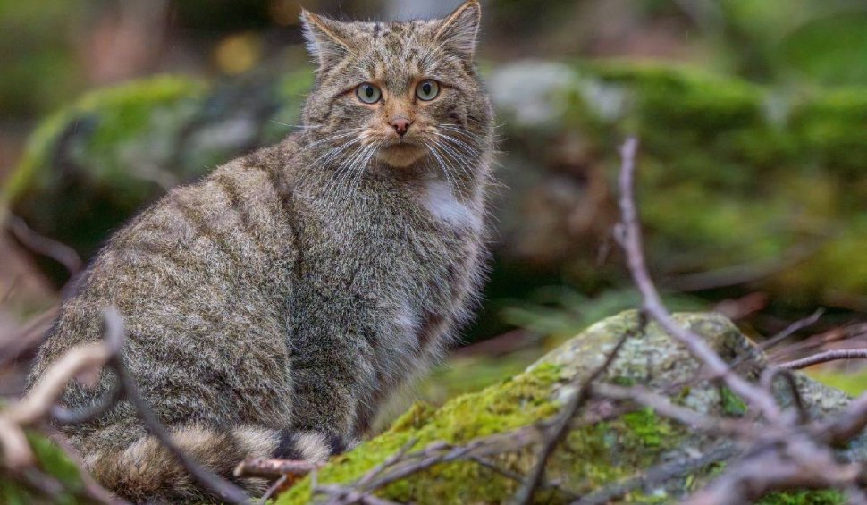 "Un exemplar minunat de pisică sălbatică", fotografiat în Parcul Național Retezat