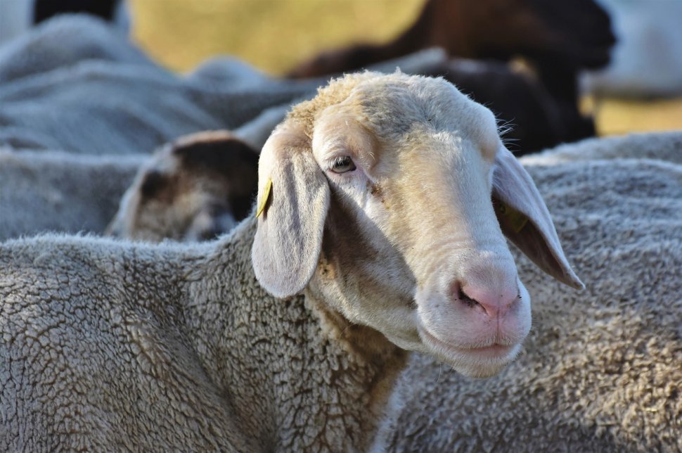 Un cioban a intrat cu turma de oi printre blocurile din comuna Giroc, în Timiș