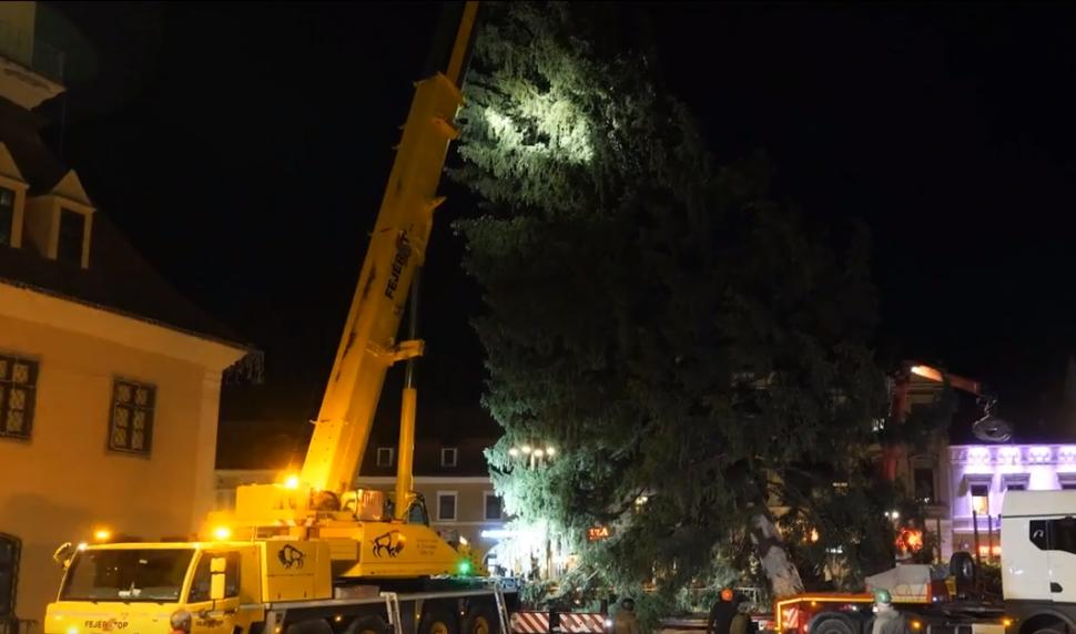 Bradul de Crăciun, adus cu o adevărată desfăşurare de forţe în Piaţa Sfatului din Braşov | "Are 73 de ani şi 23,5 de metri înălţime" 869532