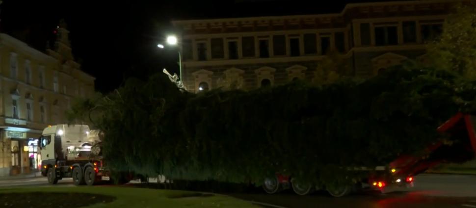 Bradul de Crăciun, adus cu o adevărată desfăşurare de forţe în Piaţa Sfatului din Braşov | "Are 73 de ani şi 23,5 de metri înălţime" 869533