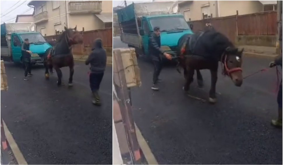 Cal chinuit şi forţat să tragă o autoutilitară, în Sighetu Marmaţiei, pentru o filmare postată pe TikTok