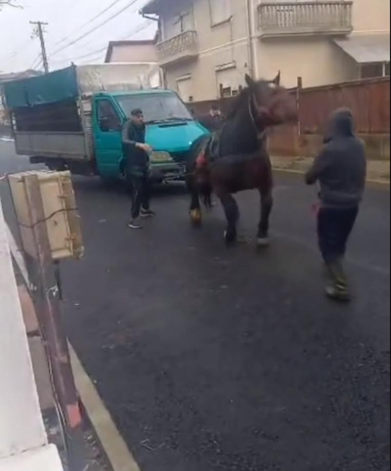 Cal chinuit şi forţat să tragă o autoutilitară, în Sighetu Marmaţiei, pentru o filmare postată pe TikTok 869803