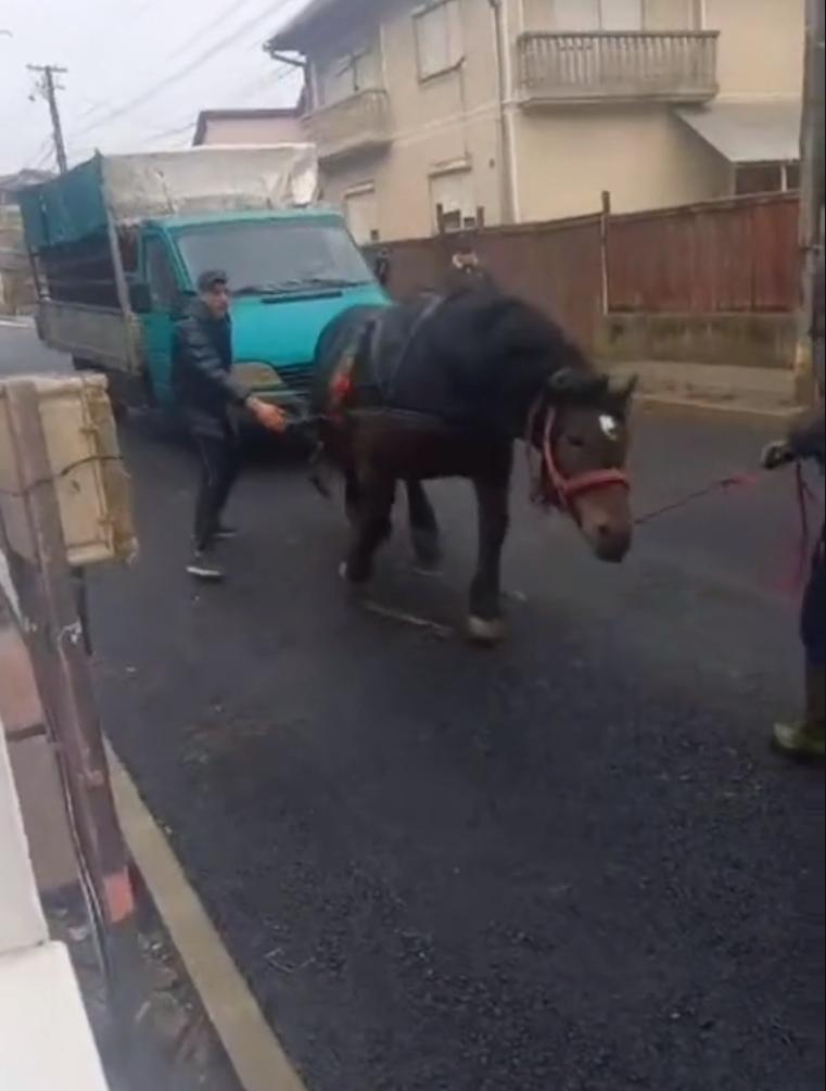 Cal chinuit şi forţat să tragă o autoutilitară, în Sighetu Marmaţiei, pentru o filmare postată pe TikTok 869804