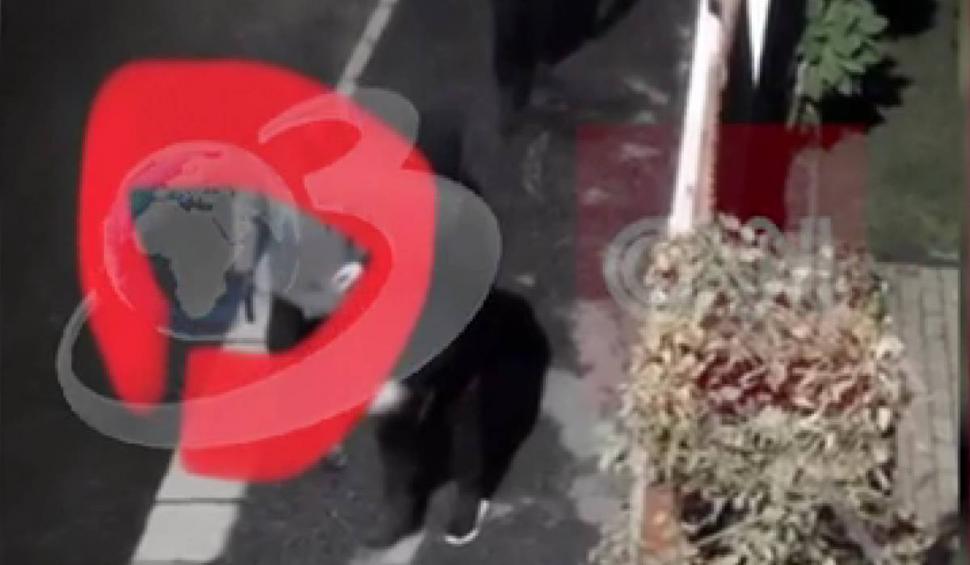 Primele imagini cu criminalii afaceristului din Sibiu, imediat după atac! Vecinii și familiile celor trei nu îi cred în stare de crimă 870103