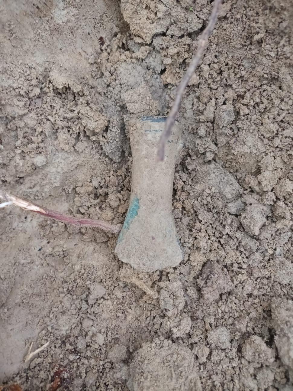 Comoara veche de 3.000 de ani descoperită într-o pădure din Bihor 870415