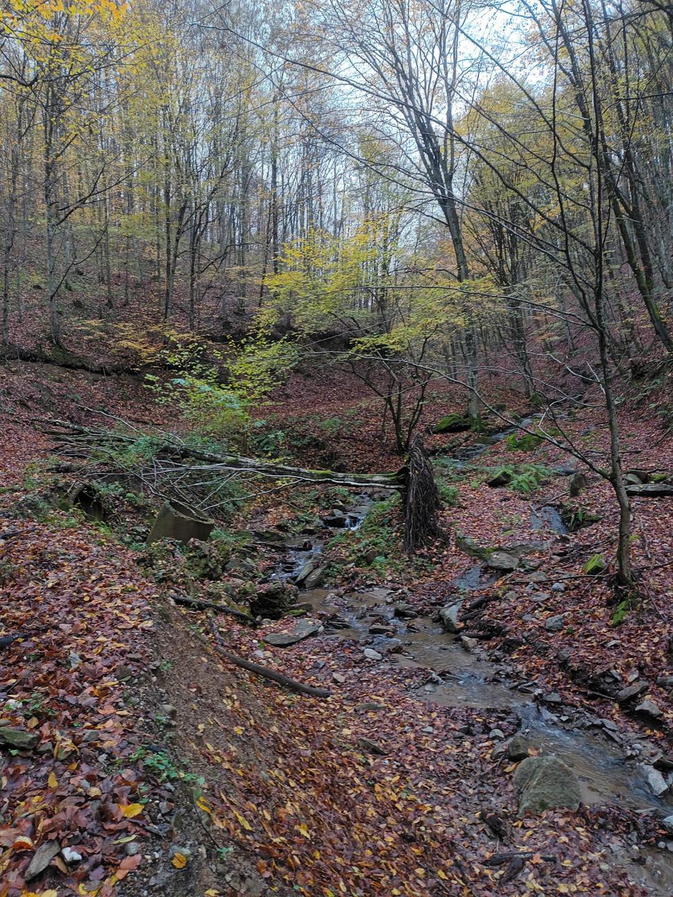 Comoara veche de 3.000 de ani descoperită într-o pădure din Bihor 870420