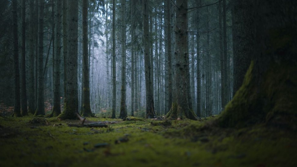 Pădurile din Europa vor fi monitorizate de Comisia Europeană. Măsura propusă pentru protejarea zonelor forestiere