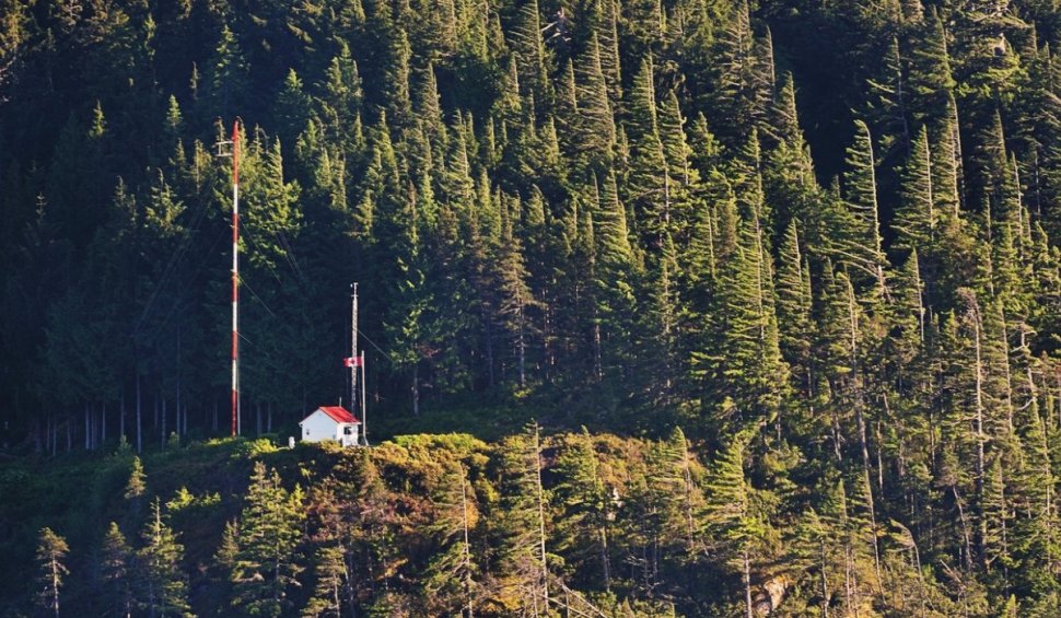 Pădurile din România vor fi monitorizate prin satelit. Ministrul Mediului: "În suprafețele tăiate vor fi generate alerte"
