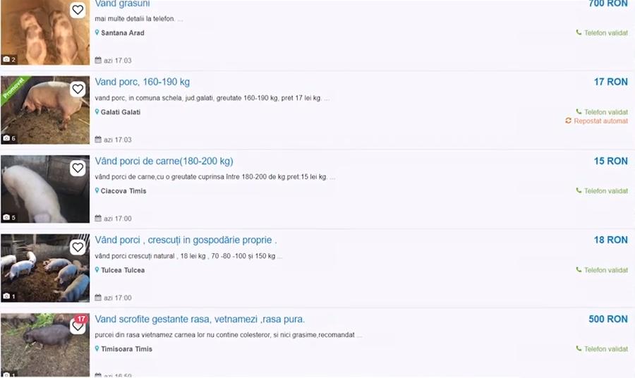 Porcii pentru Crăciun, vânduţi pe internet! Specialiştii avertizează: "Pot fi repercursiuni grave asupra sănătăţii" 870519