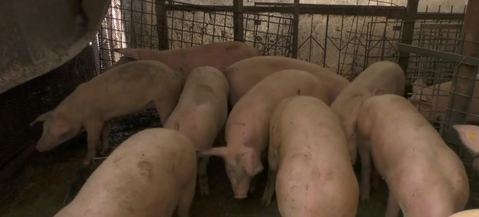 Porcii pentru Crăciun, vânduţi pe internet! Specialiştii avertizează: "Pot fi repercursiuni grave asupra sănătăţii" 870520