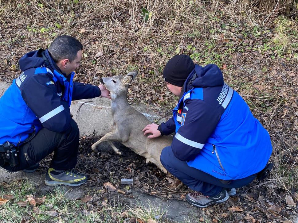 "Mai vedem și fapte bune în zilele acestea". Căprioară lovită de o mașină și abandonată, salvată de un jandarm, în Hunedoara 871579