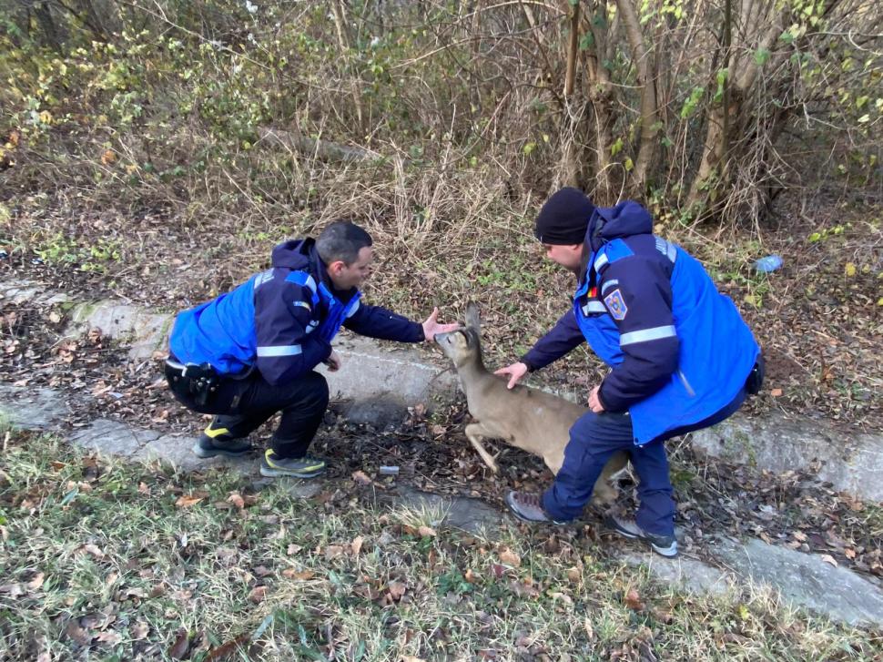 "Mai vedem și fapte bune în zilele acestea". Căprioară lovită de o mașină și abandonată, salvată de un jandarm, în Hunedoara 871580