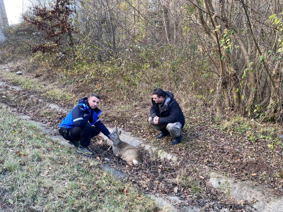 "Mai vedem și fapte bune în zilele acestea". Căprioară lovită de o mașină și abandonată, salvată de un jandarm, în Hunedoara 871581
