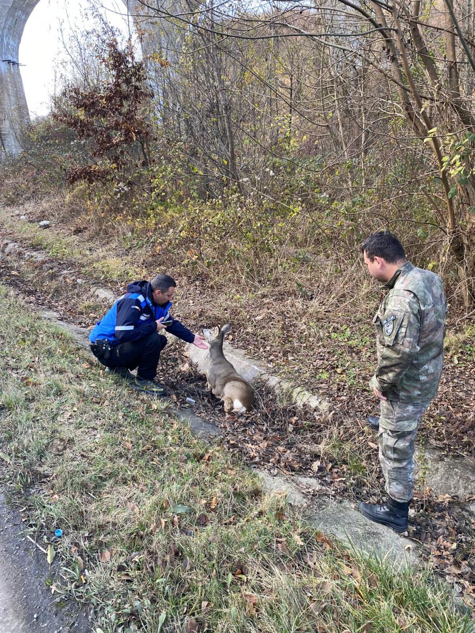 "Mai vedem și fapte bune în zilele acestea". Căprioară lovită de o mașină și abandonată, salvată de un jandarm, în Hunedoara 871583
