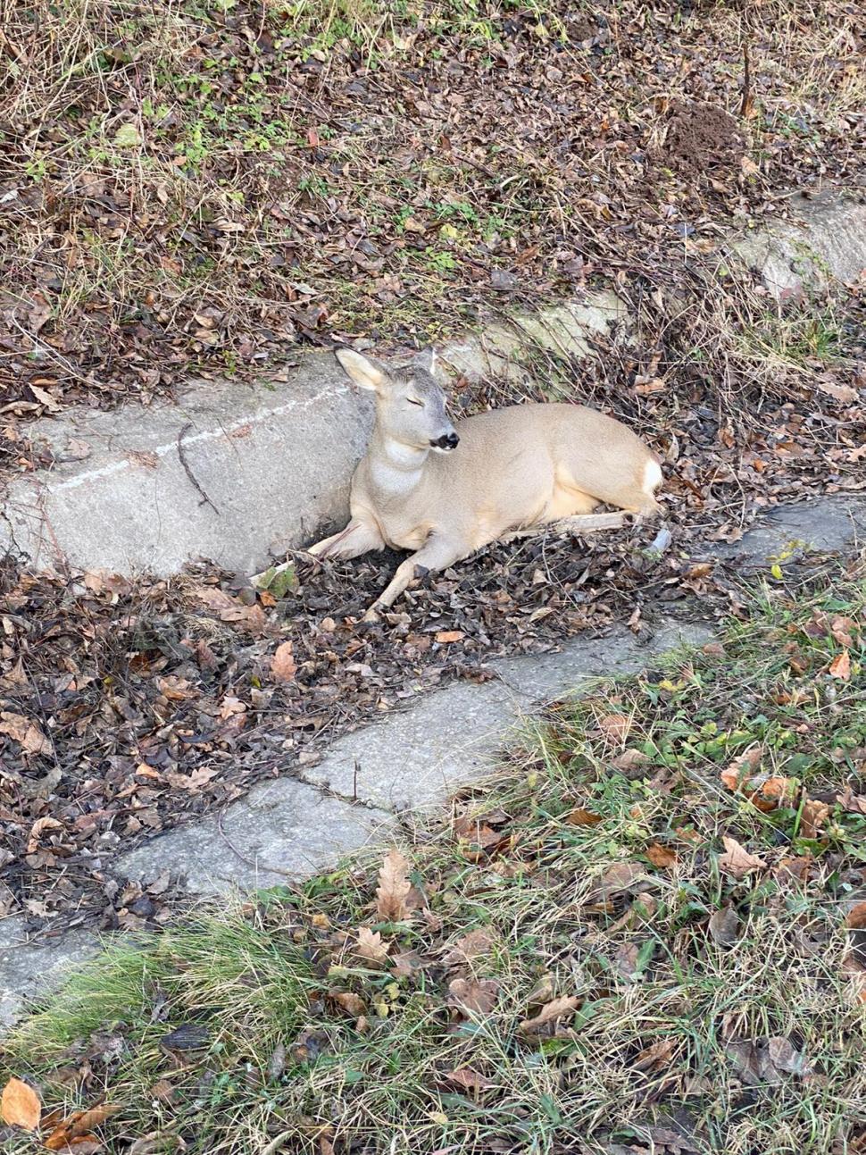 "Mai vedem și fapte bune în zilele acestea". Căprioară lovită de o mașină și abandonată, salvată de un jandarm, în Hunedoara 871584