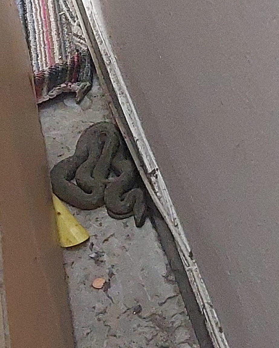 Şarpe uriaş, găsit într-un apartament din Constanţa | Oamenii au sunat la 112