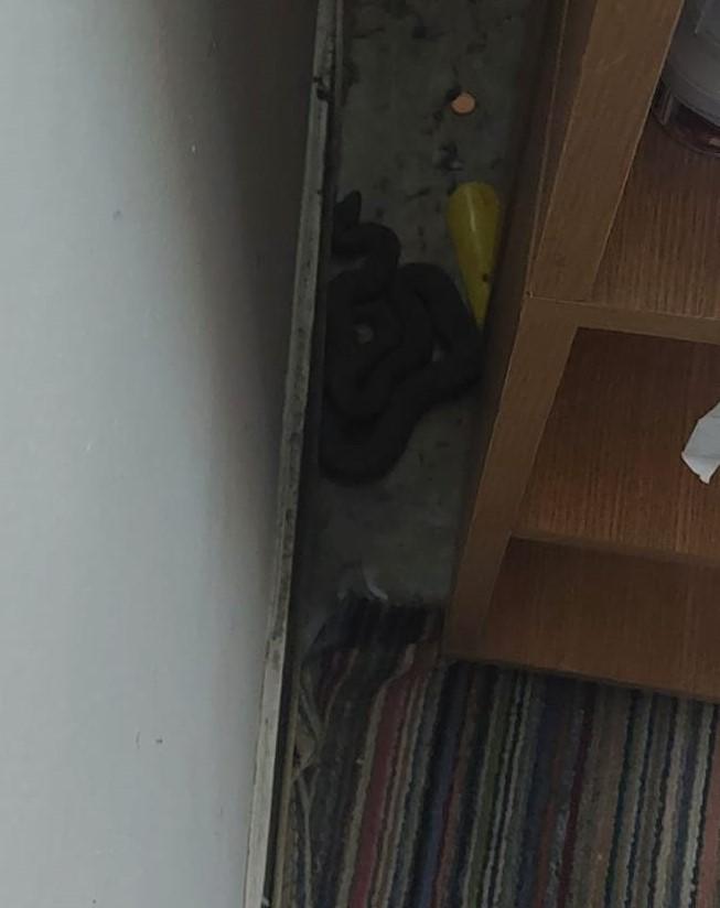Şarpe uriaş, găsit într-un apartament din Constanţa | Oamenii au sunat la 112 871838