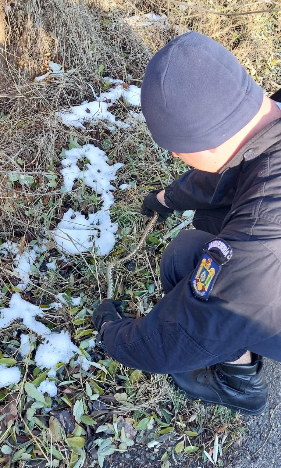 Şarpe uriaş, găsit într-un apartament din Constanţa | Oamenii au sunat la 112 871839