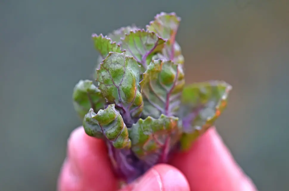 O nouă legumă cultivată în România. Un buzoian revoluţionează bucătăria naţională