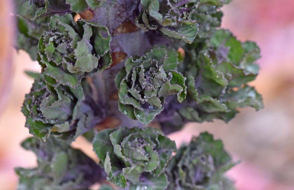 O nouă legumă cultivată în România. Un buzoian revoluţionează bucătăria naţională 872925