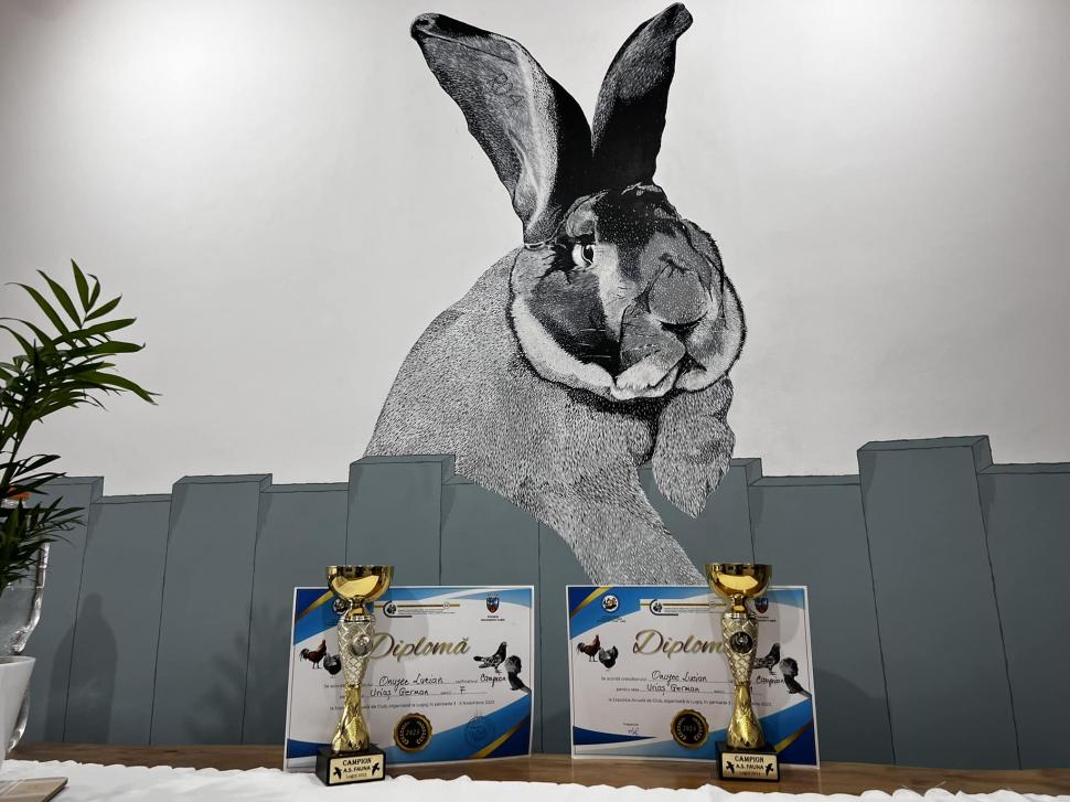 Cei mai mari iepuri din România au devenit campioni naționali | Sunt crescuți de un bărbat din Banat: "Am investit între 15 și 20 de mii de euro" 873562