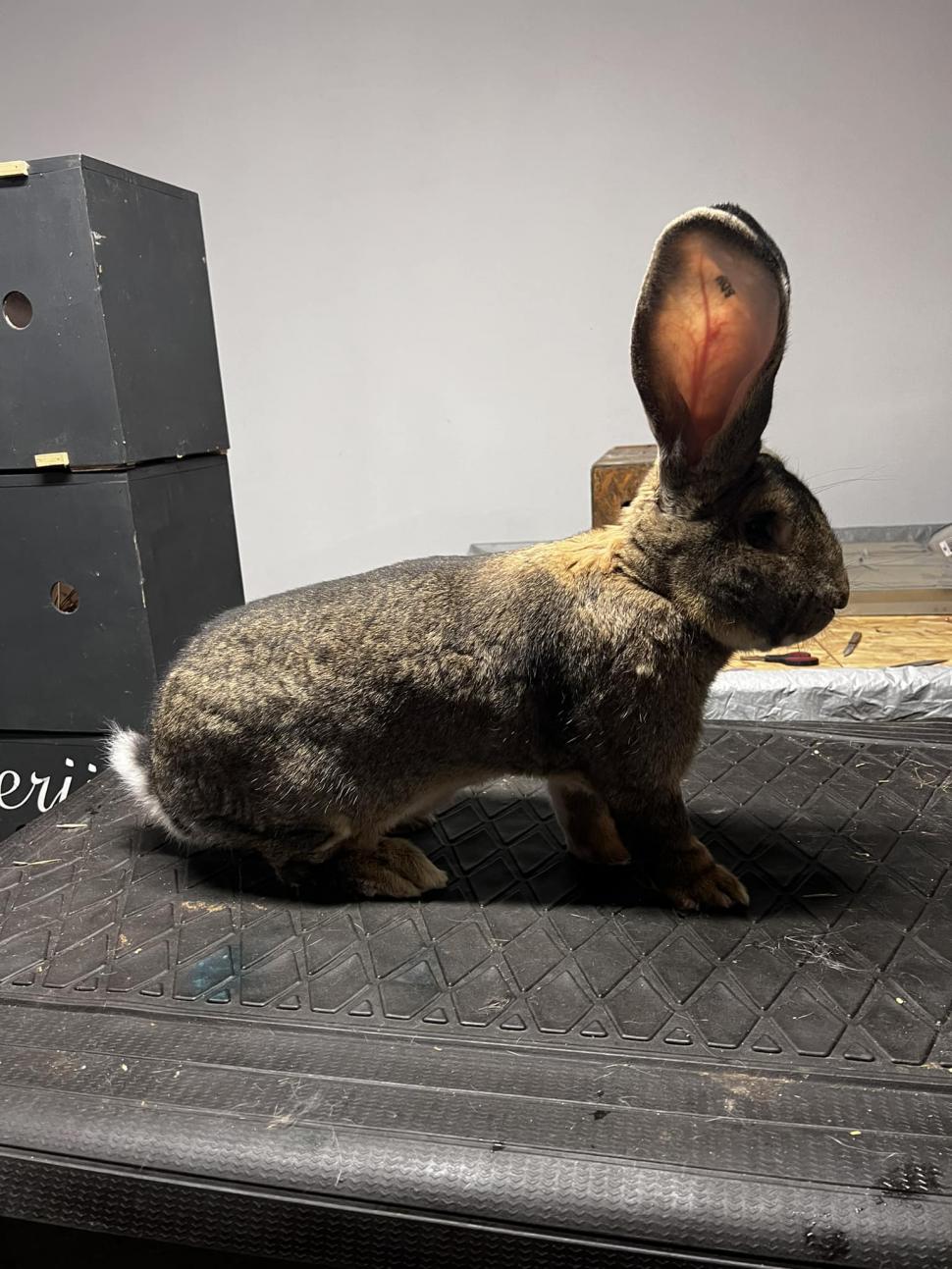 Cei mai mari iepuri din România au devenit campioni naționali | Sunt crescuți de un bărbat din Banat: "Am investit între 15 și 20 de mii de euro" 873565