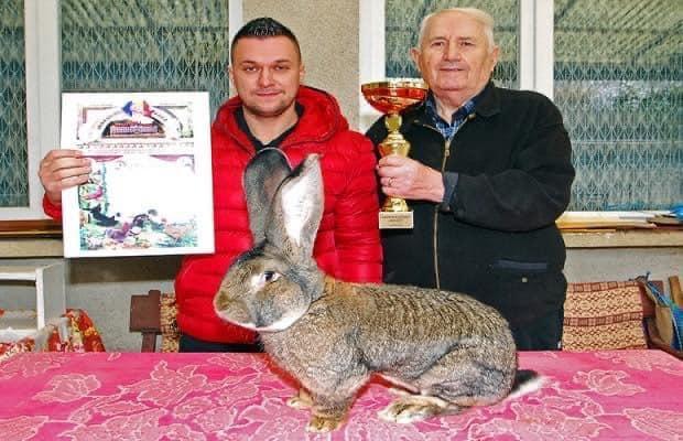 Cei mai mari iepuri din România au devenit campioni naționali | Sunt crescuți de un bărbat din Banat: "Am investit între 15 și 20 de mii de euro" 873567