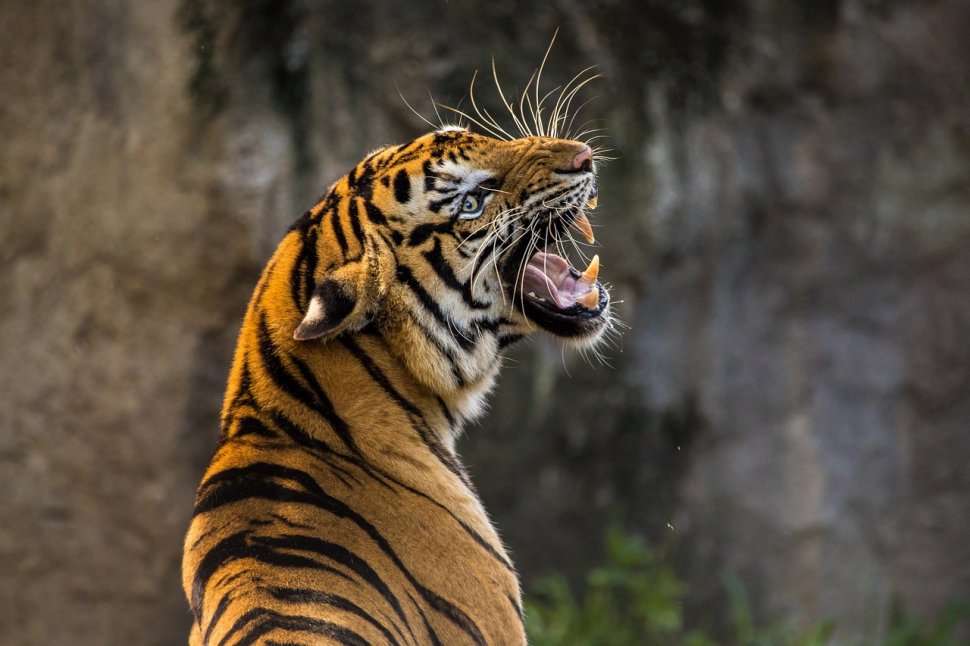 Un tigru cu un pantof în gură se plimba într-o grădină zoologică. Angajații au făcut apoi o descoperire șocantă