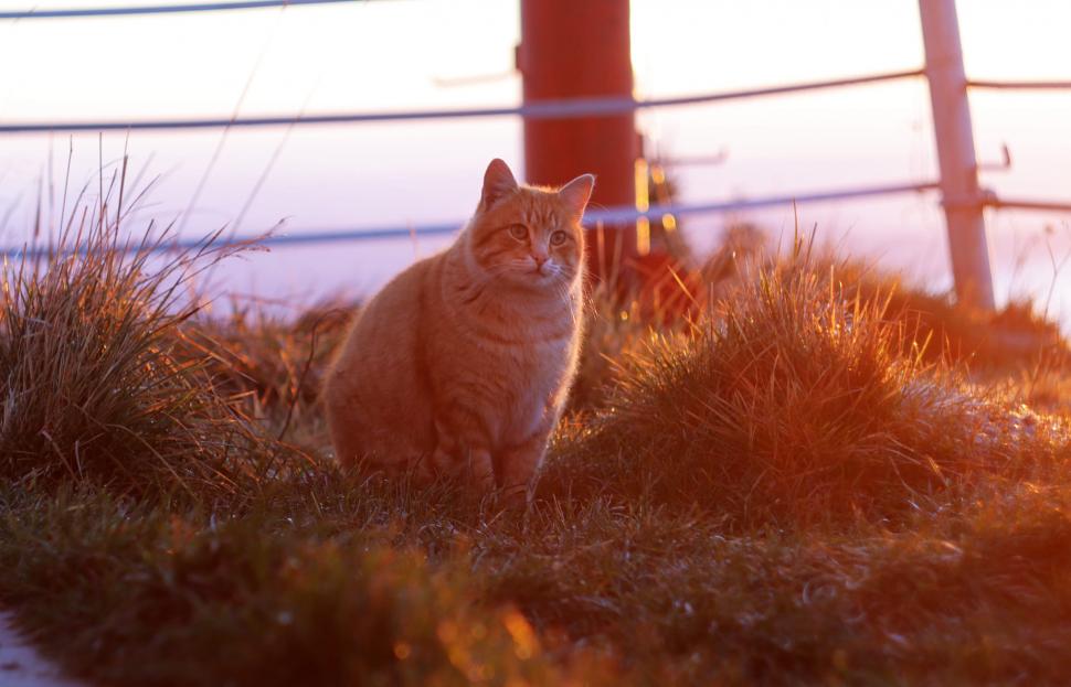 Portocală, motanul celebru de pe Muntele Ceahlău, a cucerit și inimile internauților: ”E mai tare decât caprele negre“ 873607
