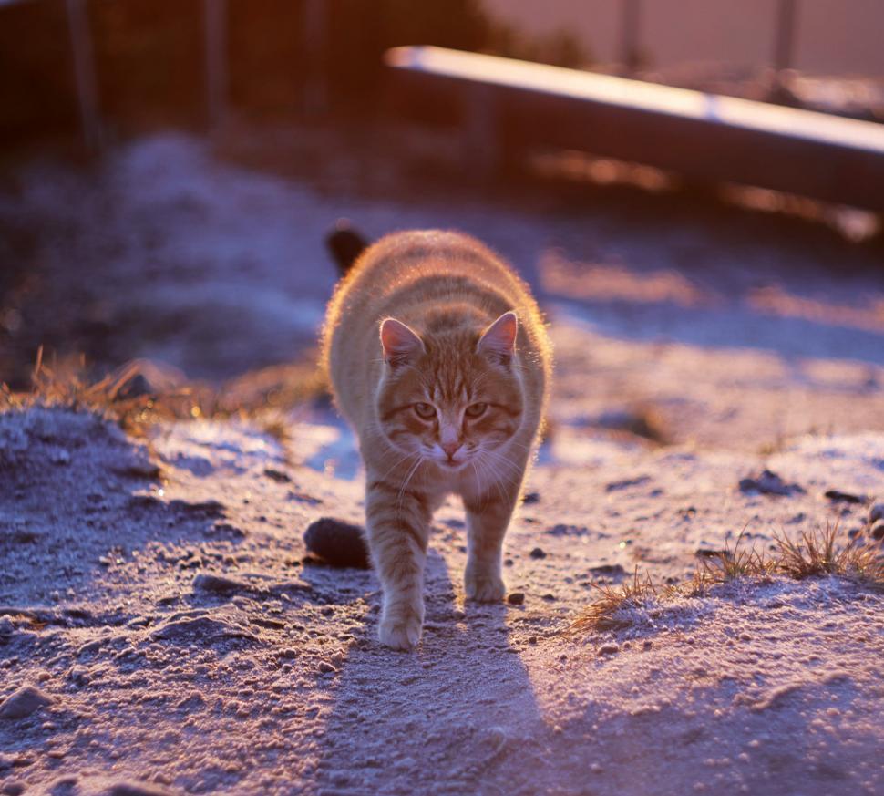 Portocală, motanul celebru de pe Muntele Ceahlău, a cucerit și inimile internauților: ”E mai tare decât caprele negre“ 873608