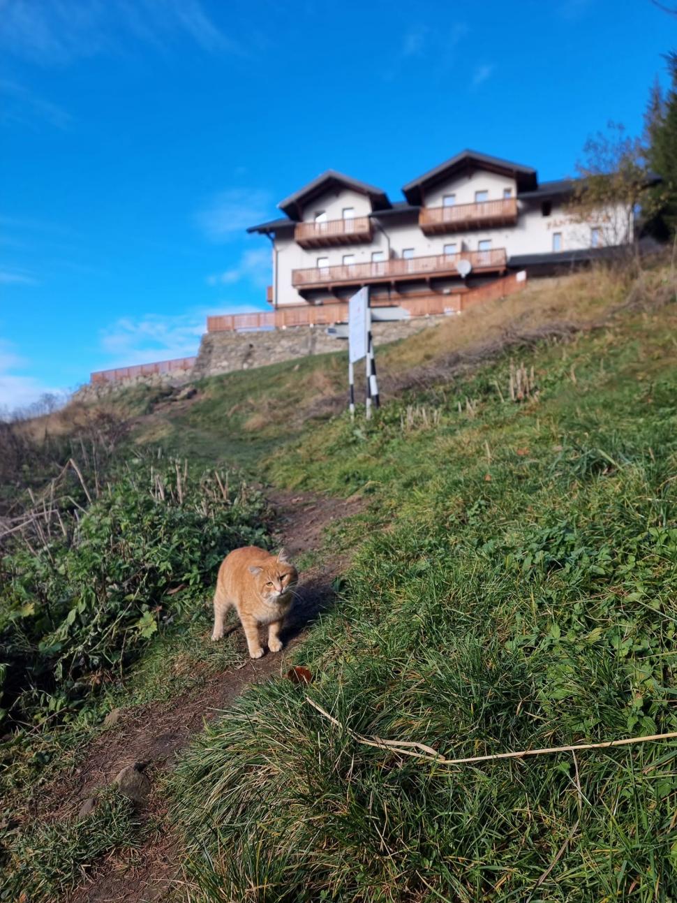 Portocală, motanul celebru de pe Muntele Ceahlău, a cucerit și inimile internauților: ”E mai tare decât caprele negre“ 873609