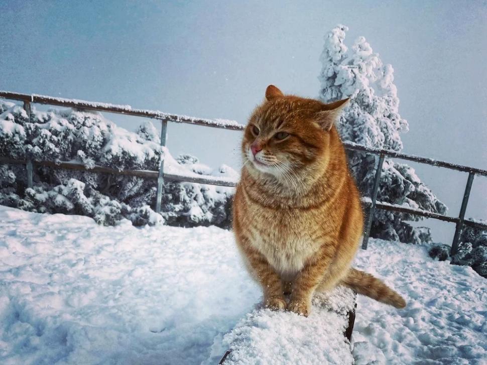 Portocală, motanul celebru de pe Muntele Ceahlău, a cucerit și inimile internauților: ”E mai tare decât caprele negre“ 873610