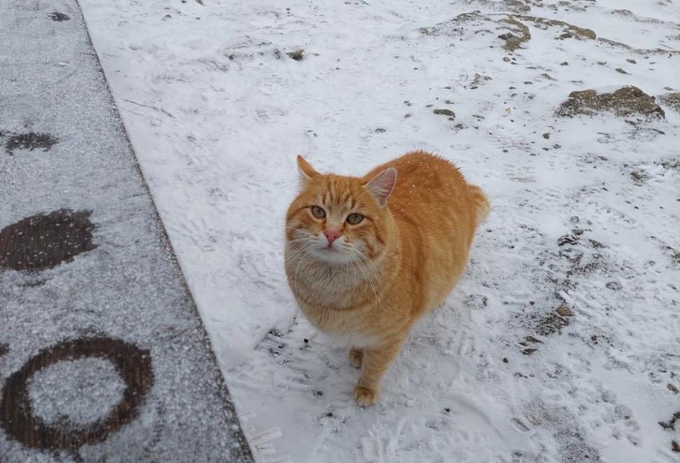 Portocală, motanul celebru de pe Muntele Ceahlău, a cucerit și inimile internauților: ”E mai tare decât caprele negre“ 873611