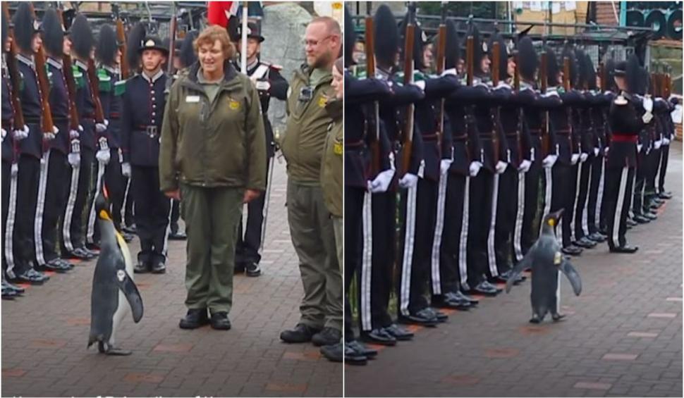 Sir Nils Olav, cel mai decorat pinguin din lume. Este general-maior în Garda Regală dintr-o țară europeană 874371