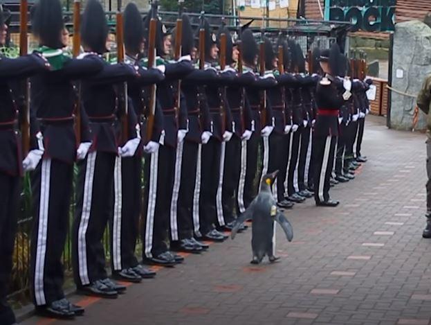 Sir Nils Olav, cel mai decorat pinguin din lume. Este general-maior în Garda Regală dintr-o țară europeană 874372