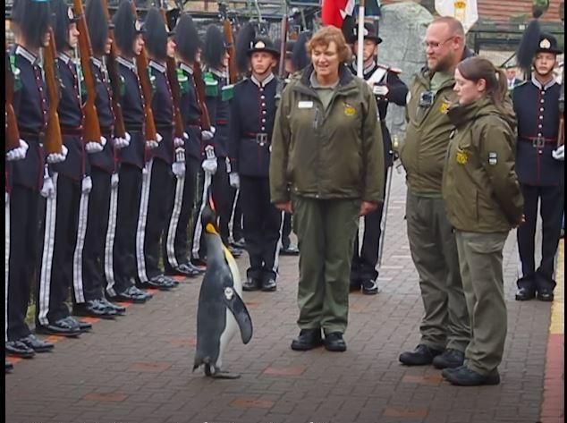 Sir Nils Olav, cel mai decorat pinguin din lume. Este general-maior în Garda Regală dintr-o țară europeană 874373