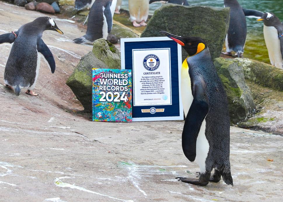 Sir Nils Olav, cel mai decorat pinguin din lume. Este general-maior în Garda Regală dintr-o țară europeană 874374