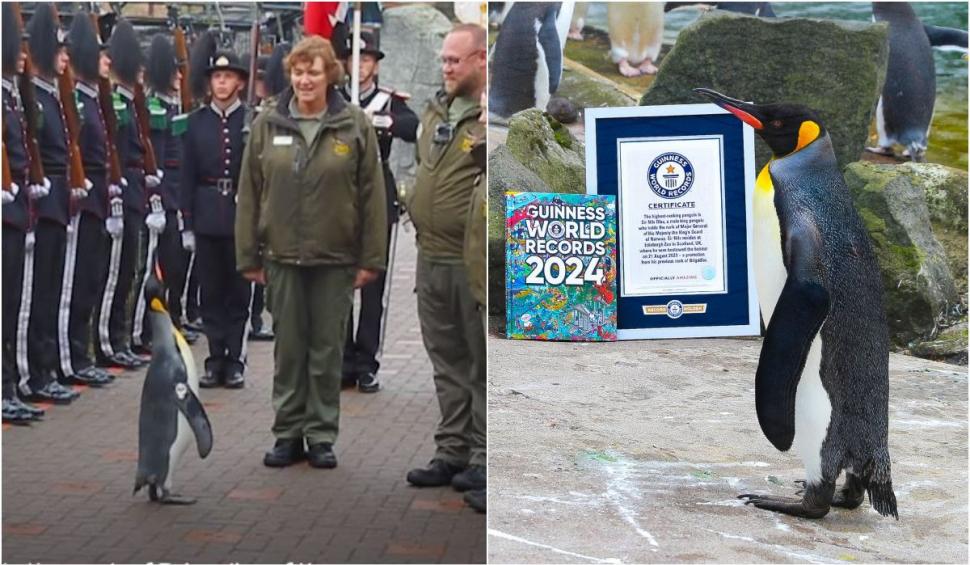 Sir Nils Olav, cel mai decorat pinguin din lume. Este general-maior în Garda Regală dintr-o țară europeană 874375