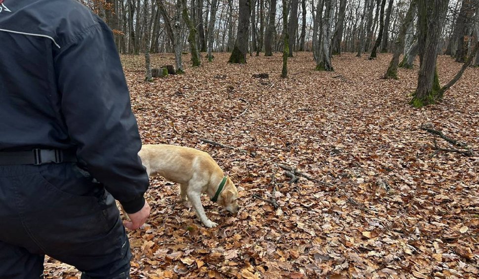 Contribuția serviciilor de dresaj canin în îndeplinirea obiectivelor proiectului "Implementarea  Planului național de acțiune pentru conservarea populației de urs brun din România"