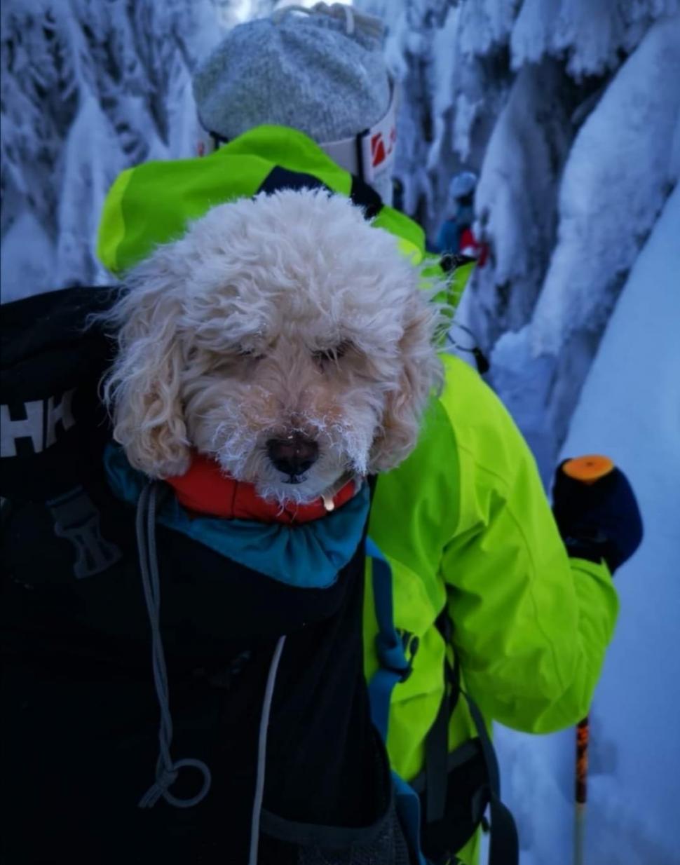 Zoe Alpinista, prima cățelușă cu legitimație oficială de montaniard. O lume întreagă se-ntinde la lăbuțele ei 874945