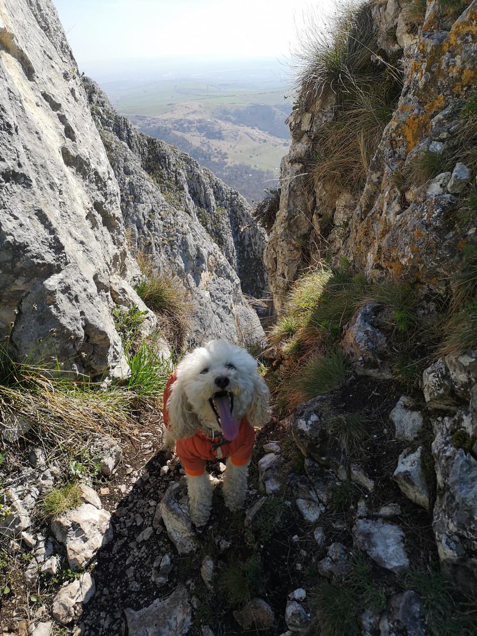 Zoe Alpinista, prima cățelușă cu legitimație oficială de montaniard. O lume întreagă se-ntinde la lăbuțele ei 874948