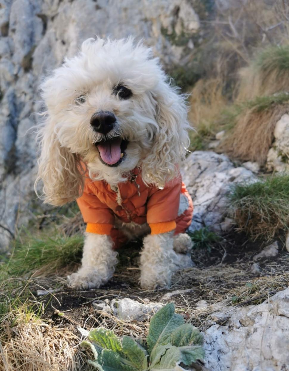 Zoe Alpinista, prima cățelușă cu legitimație oficială de montaniard. O lume întreagă se-ntinde la lăbuțele ei 874949